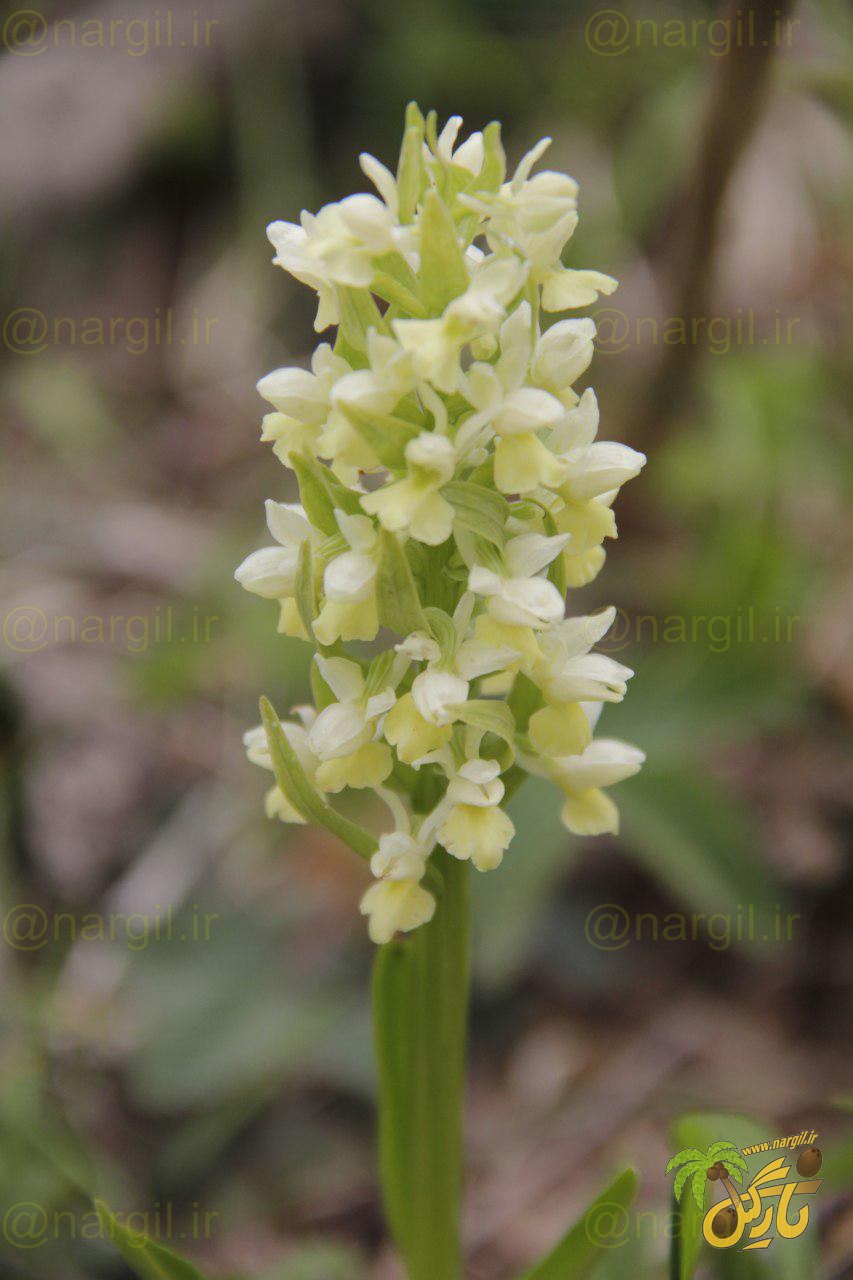 ثعلب غده ای گرجی